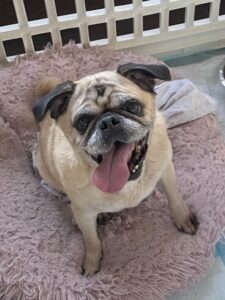 pug dumped in new jersey