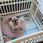 Rescue pug in pennsylvania