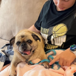 Rescue pug in pennsylvania