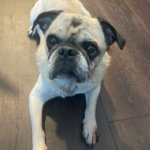 Rescue pug in pennsylvania