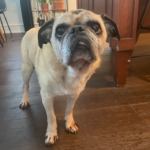 Rescue pug in pennsylvania