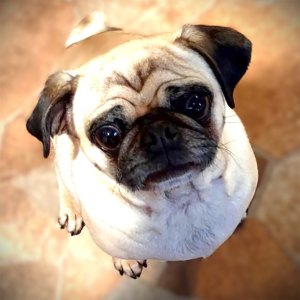 Mollie adoptable pug from appalachian pug rescue