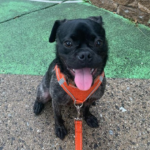 rescue pug in pennsylvania