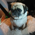 Pug rescue delaware