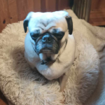 Pug rescue maryland