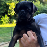 adoptable pug in pennsylvania