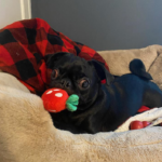 adoptable pug in pennsylvania