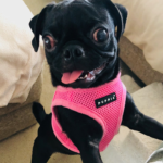 adoptable pug in pennsylvania