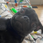 adoptable pug in pennsylvania