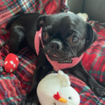 adoptable pug in pennsylvania