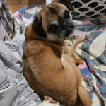 Pug available for rescue near me