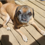 Pug available for rescue near me