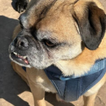 Pug available for rescue near me