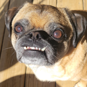 Alex James rescue pug in Maryland