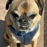 Pug available for rescue near me