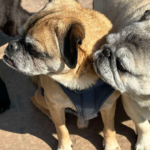 Pug available for rescue near me