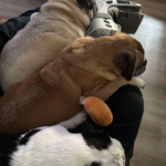 Pug available for rescue near me