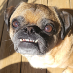 Pug available for rescue near me