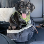 Pug for rescue near me