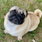 pug for rescue in pennsylvania