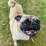 pug to adopt in pennsylvania