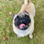 pug to adopt in pennsylvania