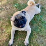 pug to adopt in pennsylvania