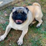 pug for rescue in Pennslyvania