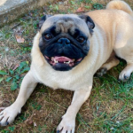 pug to adopt in pennsylvania