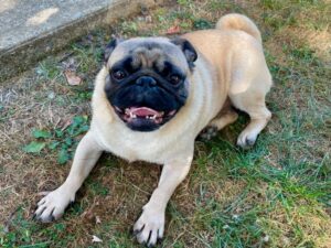 pug for rescue in Pennslyvania