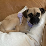 pug for adoption in maryland