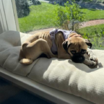 pug for adoption in maryland