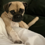 pug for adoption in maryland