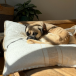 pug for adoption in maryland