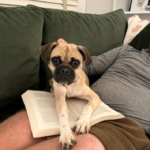 pug for adoption in maryland