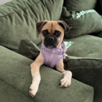 pug for adoption in maryland