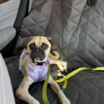 pug for adoption in maryland