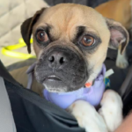 pug for adoption in maryland