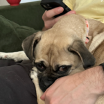 pug for adoption in maryland