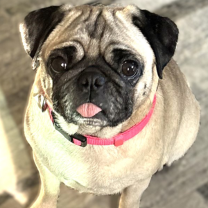 wanda sue adopt a pug