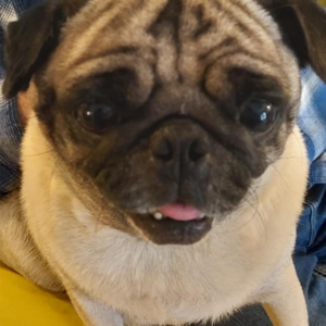 adoptable pug in maryland