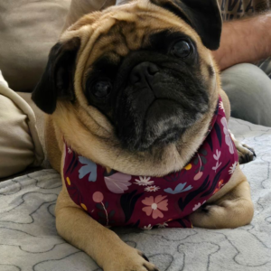 adoptable pug in maryland