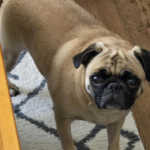 pug for adoption in pennsylvania