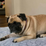 adoptable pug in Pennsylvania