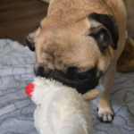 adoptable pug in Pennsylvania