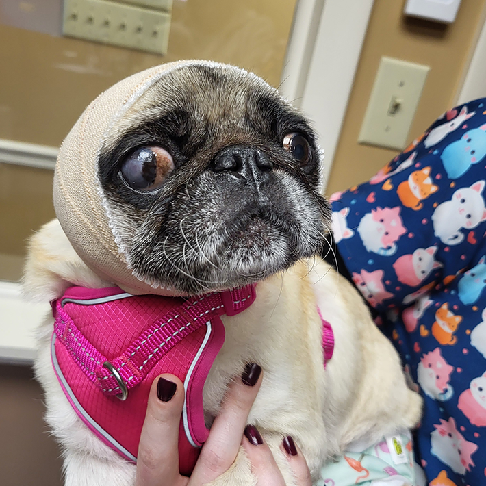 pug for adoption in pennsylvania