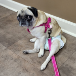 adoptable pug in pennsylvania