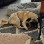 adoptable pug in pennsylvania