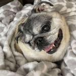 pug rescue