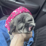 pug rescue